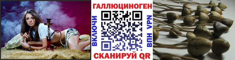 Псилоцибиновые грибы Cubensis Купить Нерюнгри